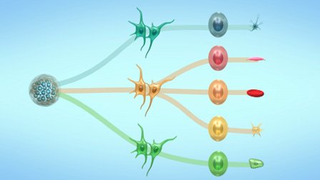 Stem Cell - Episode 91