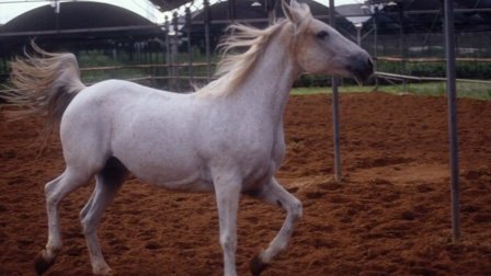 Horse, Fork, Shirt - Episode 8