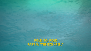 Pole-To-Pole Part 4: The Big Krill
