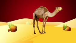 The Camel - Episode 15