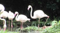 Why Do Flamingos Stand on One Leg? - Episode 2