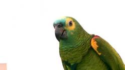 Why Do Parrots Speak? - Episode 10