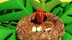 Bird Nest With Eggs - Episode 130